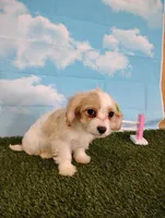 Chloe , a female Cavachon for sale in Fresno, OH – Photo 6 of 6