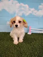 Chloe , a female Cavachon for sale in Fresno, OH – Photo 4 of 6