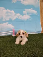 Chloe , a female Cavachon for sale in Fresno, OH – Photo 3 of 6