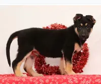 Moose, a male German Shepherd Dog for sale in Fresno, OH – Photo 2 of 5