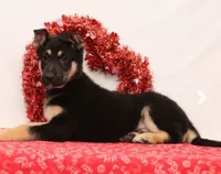 Moose, a male German Shepherd Dog for sale in Fresno, OH – Photo 5 of 5