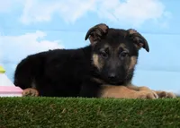 Wolf , a male German Shepherd Dog for sale in Fresno, OH – Photo 1 of 5