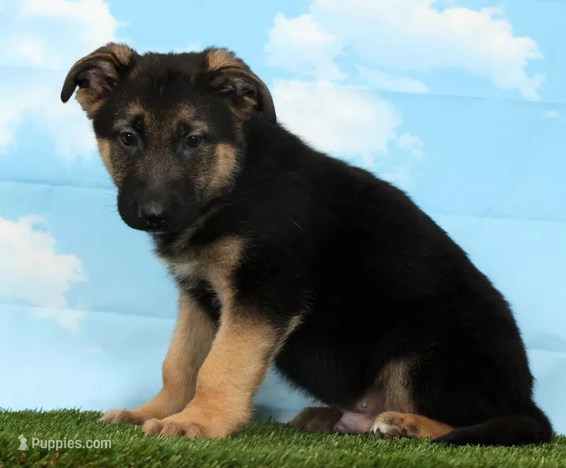 Wolf  – German Shepherd Dog puppy for sale in Fresno, OH