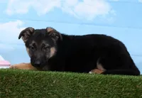 Wolf , a male German Shepherd Dog for sale in Fresno, OH – Photo 3 of 5