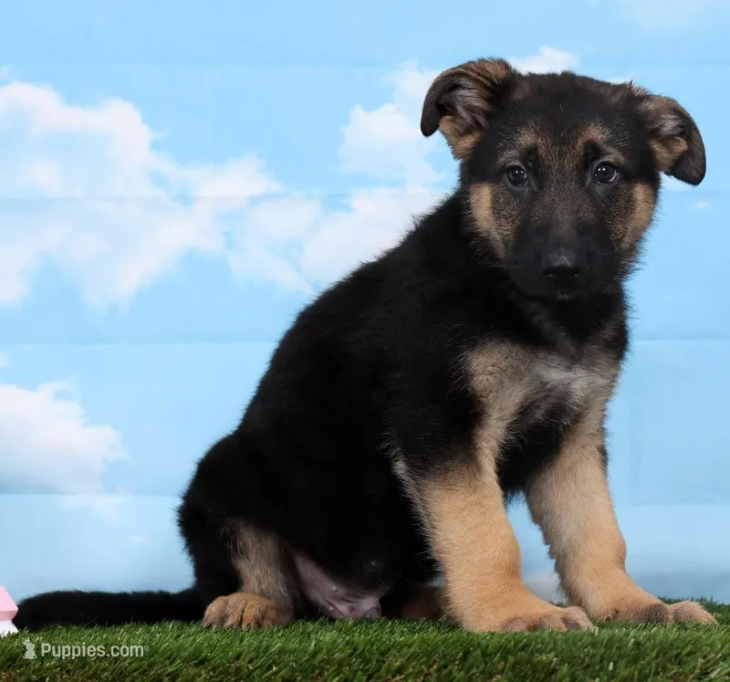 Wolf  – German Shepherd Dog puppy for sale in Fresno, OH