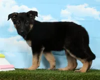 Wendy, a female German Shepherd Dog for sale in Fresno, OH – Photo 3 of 5