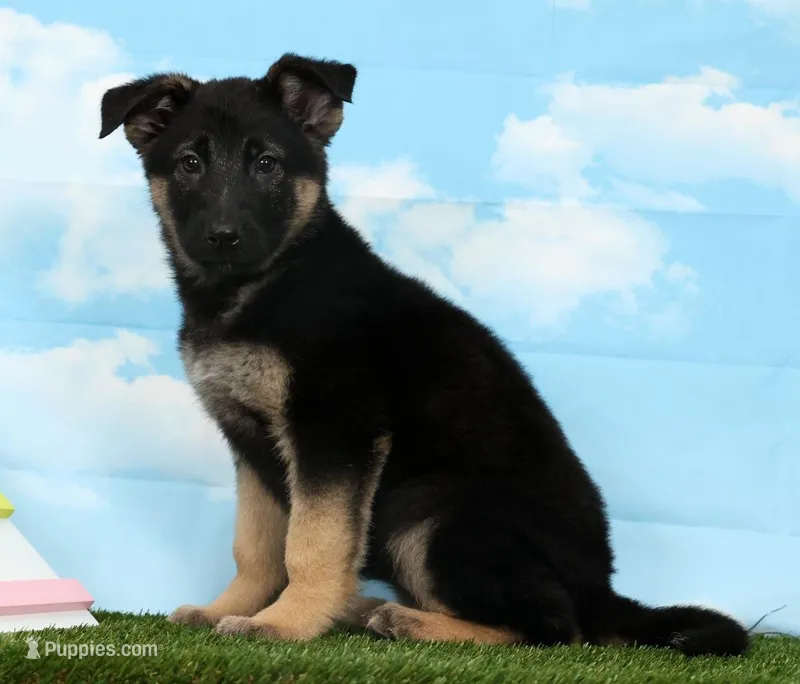 Wendy – German Shepherd Dog puppy for sale in Fresno, OH