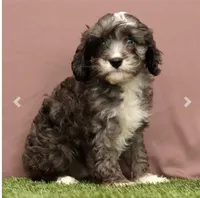 Cooper, a male Cavapoo for sale in Fresno, OH – Photo 5 of 5