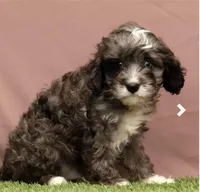Cooper, a male Cavapoo for sale in Fresno, OH – Photo 3 of 5