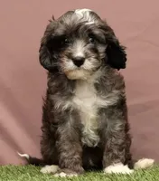 Cooper, a male Cavapoo for sale in Fresno, OH – Photo 4 of 5