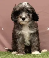 Cooper, a male Cavapoo for sale in Fresno, OH – Photo 1 of 5