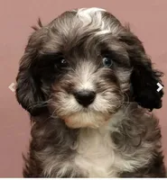 Cooper, a male Cavapoo for sale in Fresno, OH – Photo 2 of 5