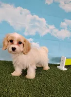 Teddy , a male Cavachon for sale in Fresno, OH – Photo 1 of 8