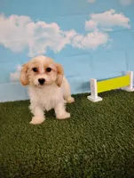 Teddy , a male Cavachon for sale in Fresno, OH – Photo 8 of 8