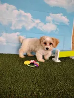 Teddy , a male Cavachon for sale in Fresno, OH – Photo 3 of 8