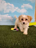 Teddy , a male Cavachon for sale in Fresno, OH – Photo 5 of 8