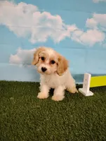 Teddy , a male Cavachon for sale in Fresno, OH – Photo 6 of 8