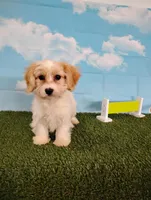 Teddy , a male Cavachon for sale in Fresno, OH – Photo 7 of 8