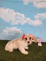 Bella , a female Cavachon for sale in Fresno, OH – Photo 3 of 8