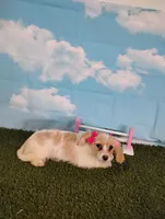 Bella , a female Cavachon for sale in Fresno, OH – Photo 4 of 8