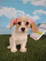 Bella , a female Cavachon for sale in Fresno, OH – Photo 1 of 8