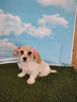 Bella , a female Cavachon for sale in Fresno, OH – Photo 5 of 8