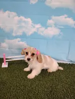 Bella , a female Cavachon for sale in Fresno, OH – Photo 8 of 8