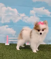 Sunny, a female Pomeranian for sale in Fresno, OH – Photo 1 of 6