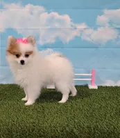 Sunny, a female Pomeranian for sale in Fresno, OH – Photo 6 of 6