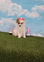 Sunny, a female Pomeranian for sale in Fresno, OH – Photo 2 of 6