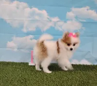 Sunny, a female Pomeranian for sale in Fresno, OH – Photo 3 of 6