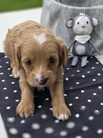 Ava, a female Cavapoo for sale in Schellsburg, PA – 2 of 3