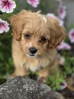 Anya, a female Cavapoo for sale in Schellsburg, PA – 5 of 6