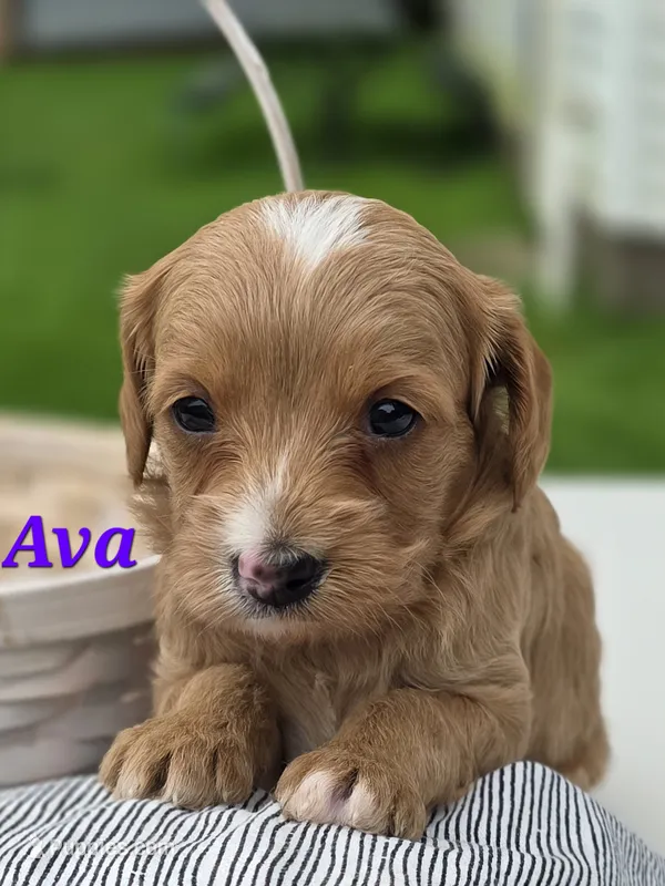Ava – Cavapoo puppy for sale in Schellsburg, PA