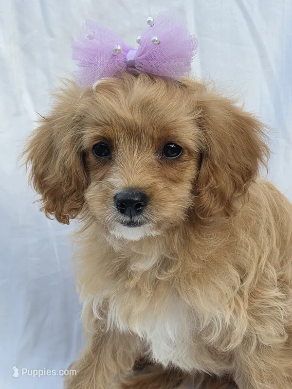 Anya – Cavapoo puppy for sale in Schellsburg, PA