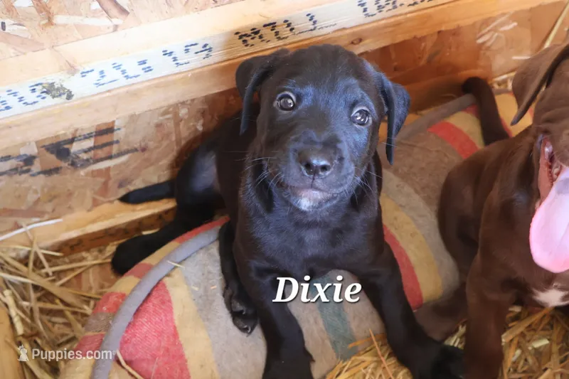 Dixie – Labradoodle puppy for sale in Clymer, PA