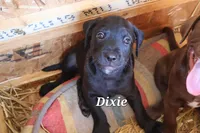 Dixie, a male Labradoodle for sale in Clymer, PA – 1 of 1
