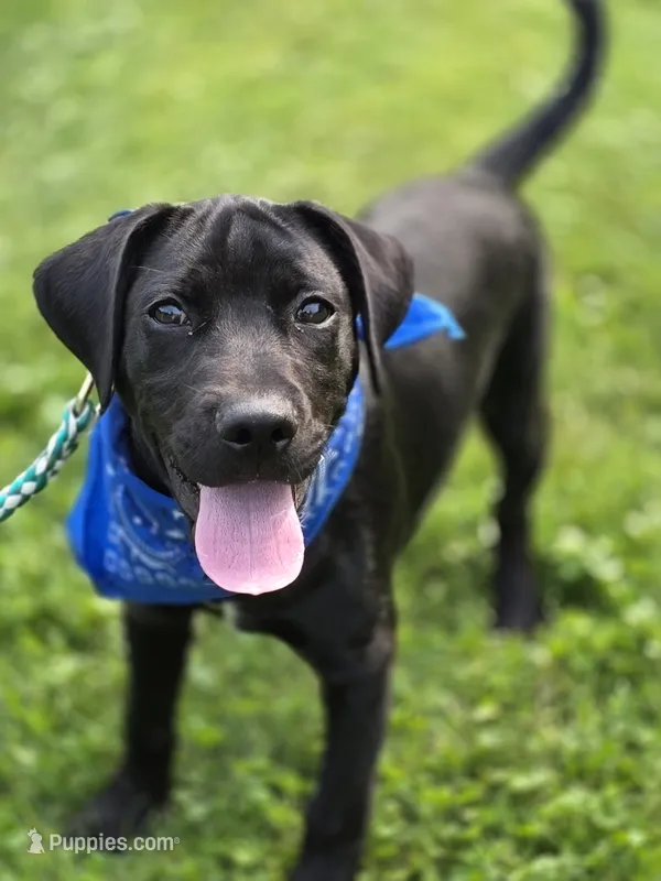 Boxer – Labradoodle puppy for sale in Schellsburg, PA