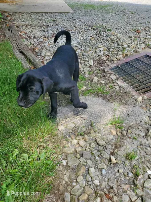 Boxer – Labradoodle puppy for sale in Clymer, PA