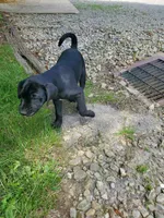 Boxer, a male Labradoodle for sale in Clymer, PA – 1 of 3