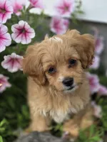 Anya, a female Cavapoo for sale in Schellsburg, PA – 4 of 6