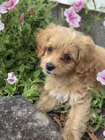 Anya, a female Cavapoo for sale in Schellsburg, PA – 2 of 6