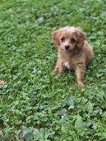 Ava, a female Cavapoo for sale in Schellsburg, PA – 5 of 5