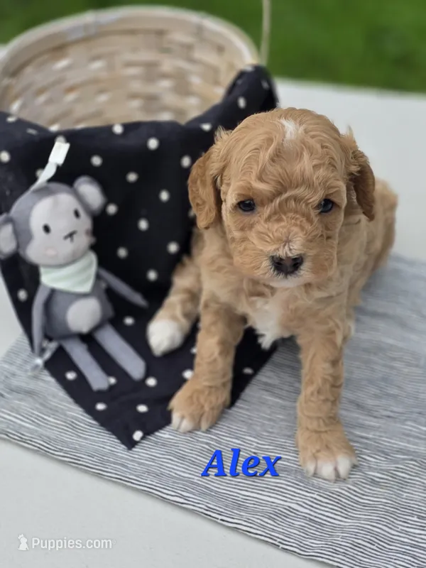 Alex – Cavapoo puppy for sale in Schellsburg, PA