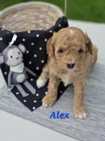 Alex, a male Cavapoo for sale in Schellsburg, PA – 1 of 3