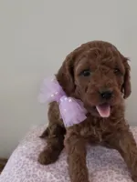 Kita, a female Cavapoo for sale in Schellsburg, PA – Photo 2 of 2