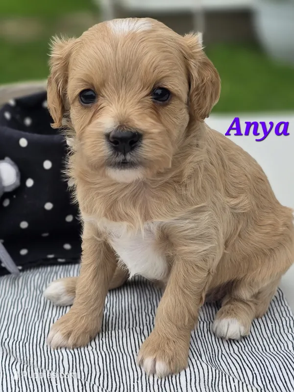 Anya – Cavapoo puppy for sale in Schellsburg, PA