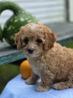 Aspen, a male Cavapoo for sale in Schellsburg, PA – 1 of 3