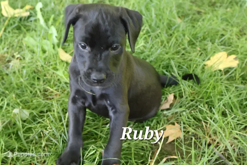 Ruby – Labradoodle puppy for sale in Clymer, PA