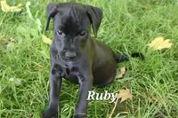 Ruby, a female Labradoodle for sale in Clymer, PA – 1 of 1